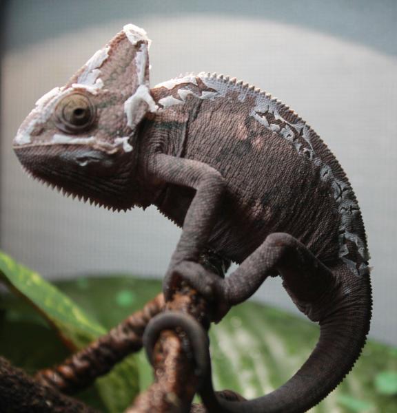 Pascal beginning his Shedding