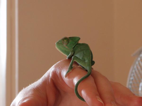 pascal, halfway through his treatment, his eye still closed, but not as much