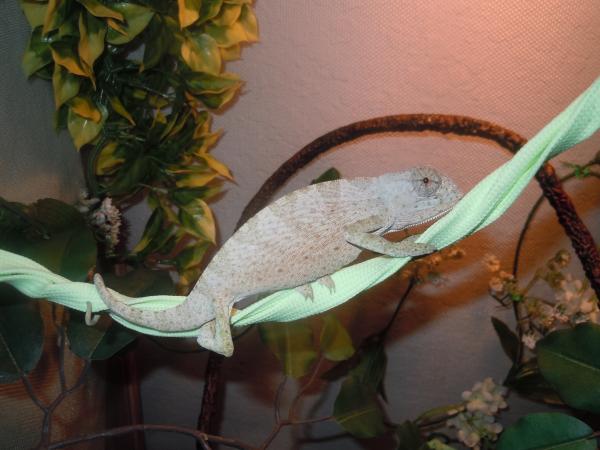 Pascal Nov '11