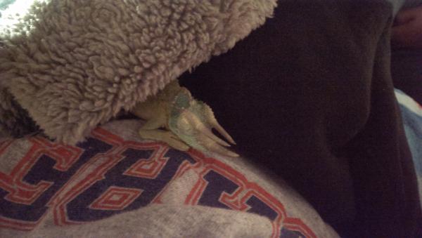 Pascal snoozing