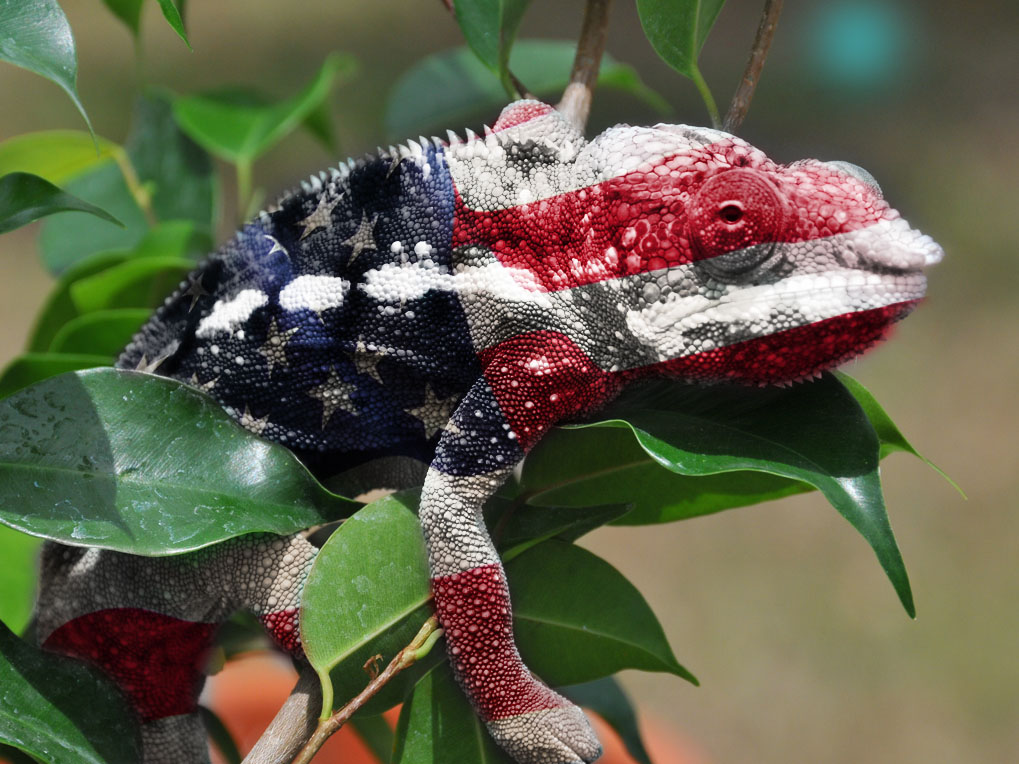 Patriotic Chameleon