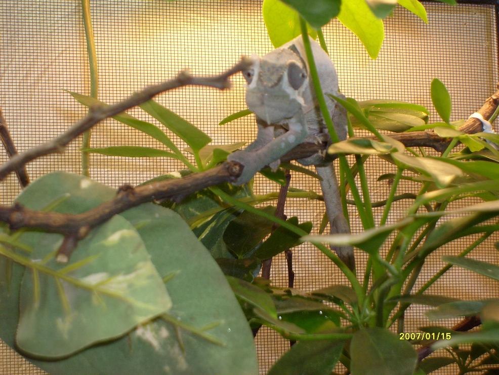 Peaches Shedding