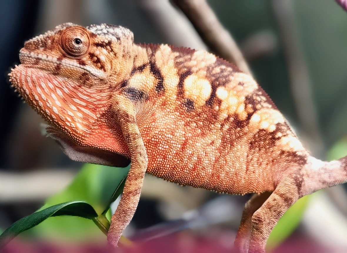 Peachy doesn't like the camera