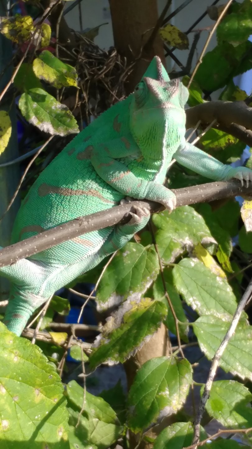 Peapod