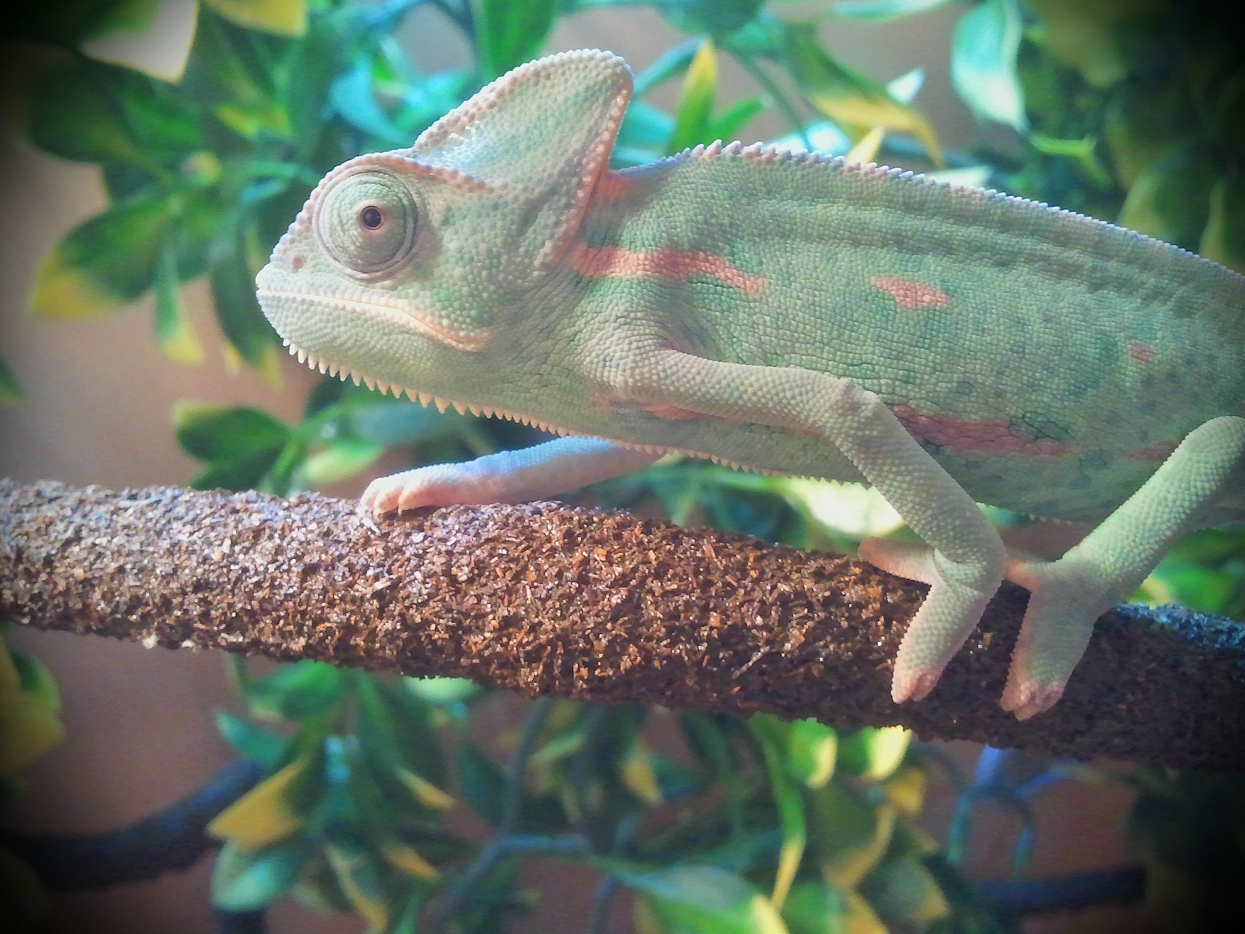 Pedro