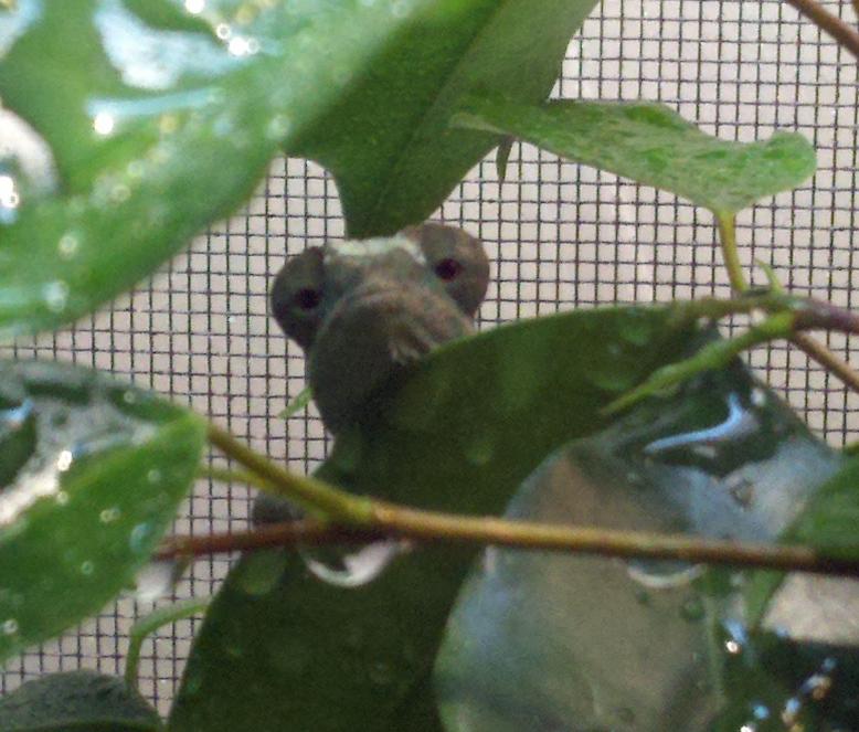 Peek-a-boo