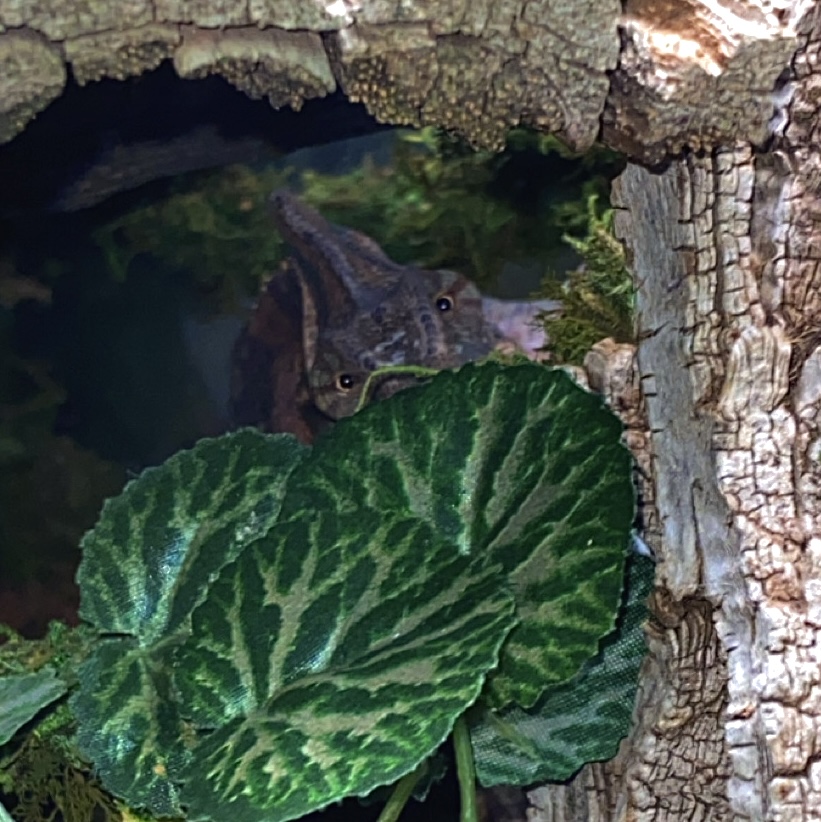 Peek-a-boo!
