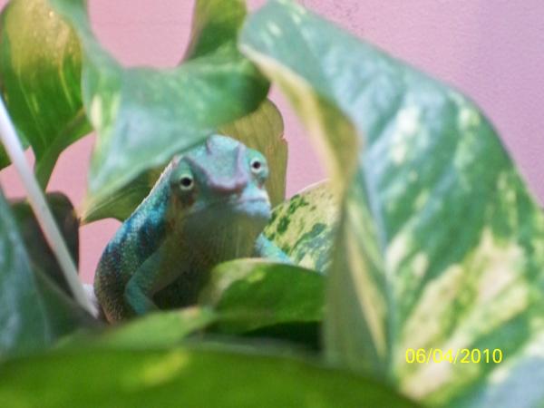 peek-a-boo