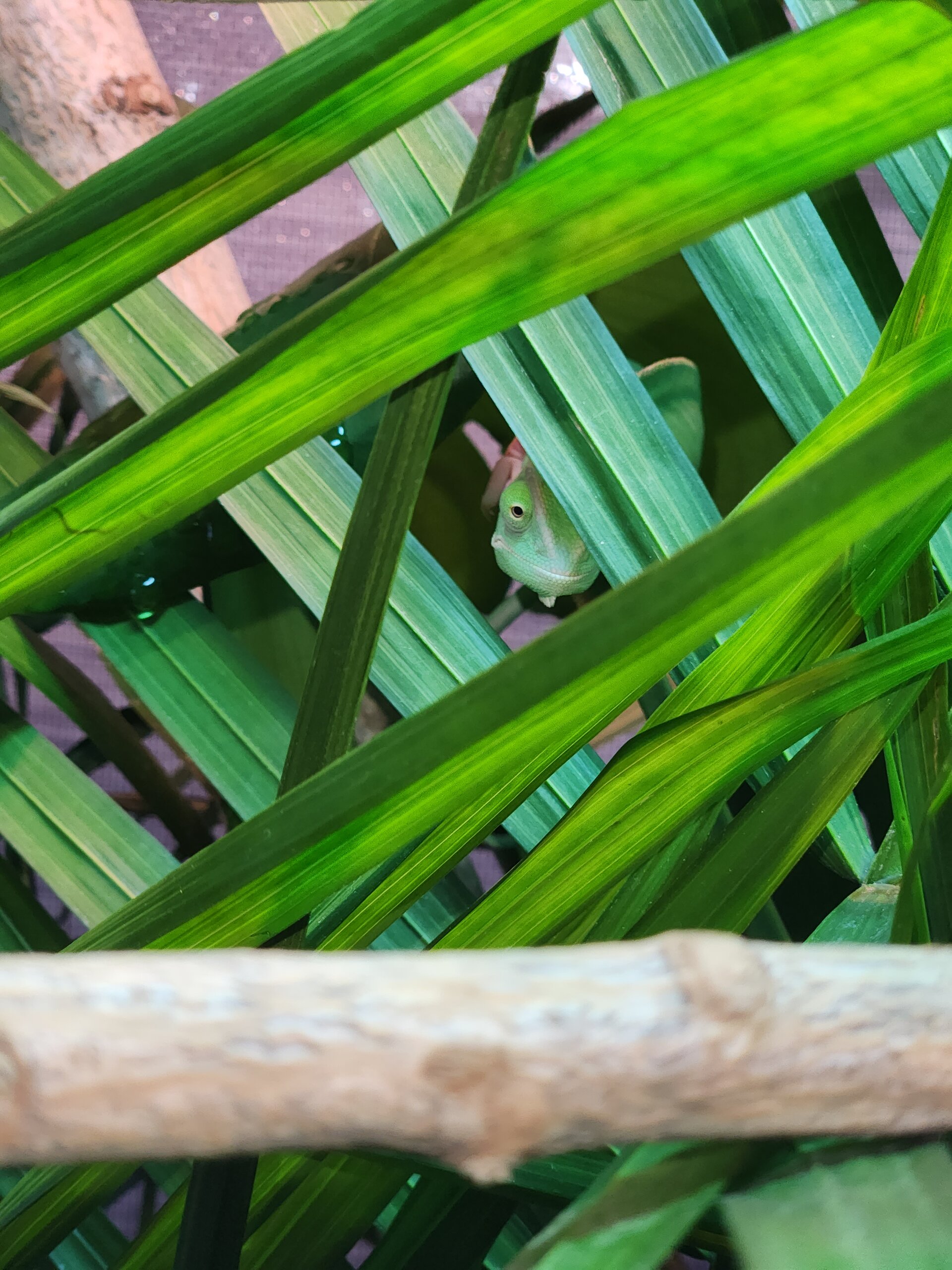 Peekaboo chameleon 🫣