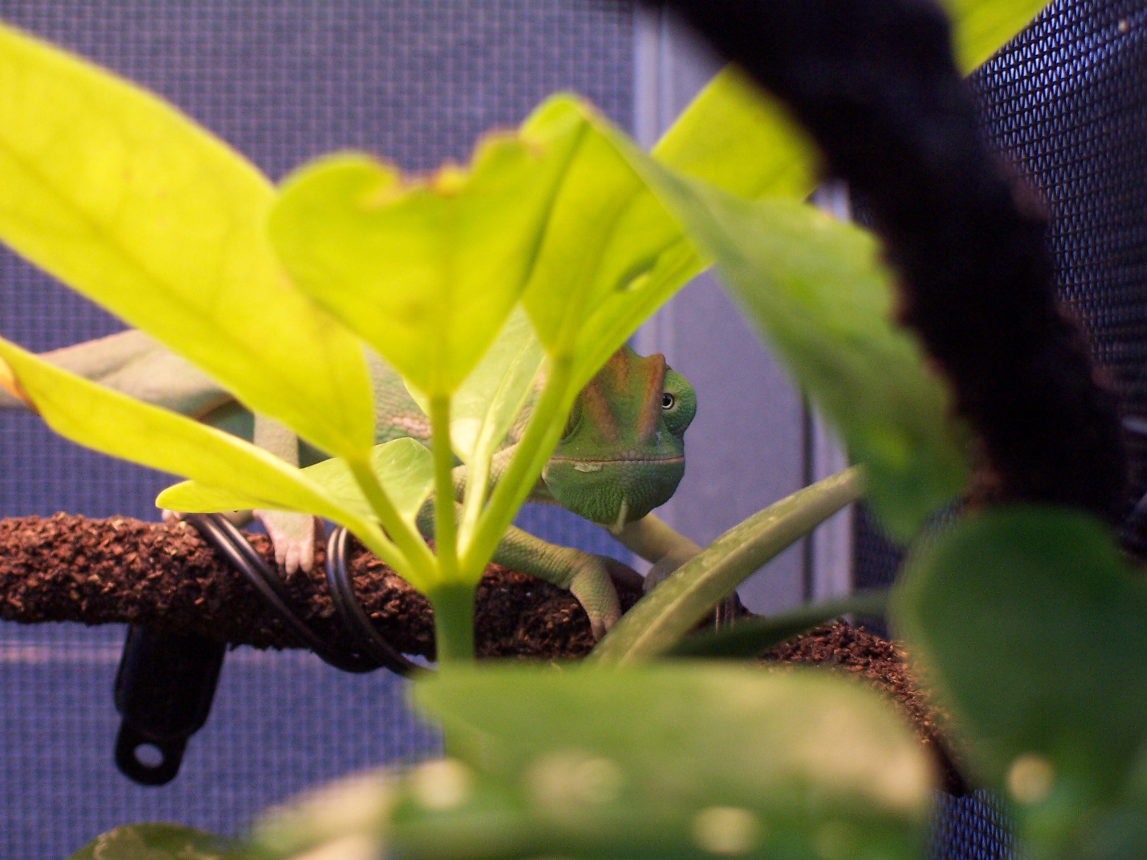 Peekaboo I see you.....