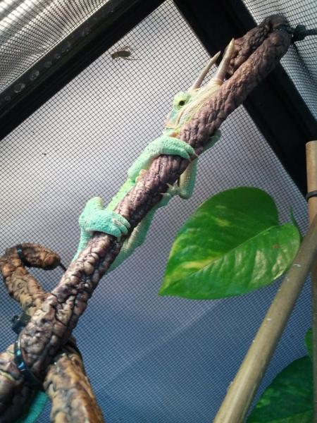 Peekaboo