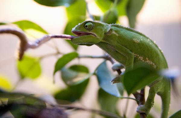 Penelope getting a worm