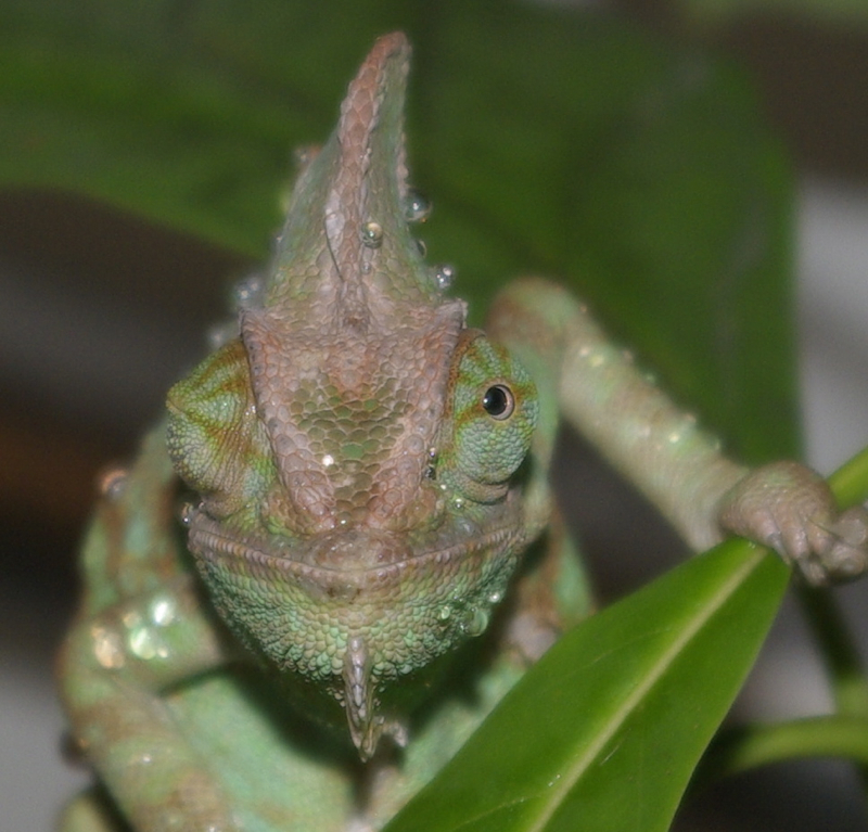 Pepe Vitamin A Deficiency