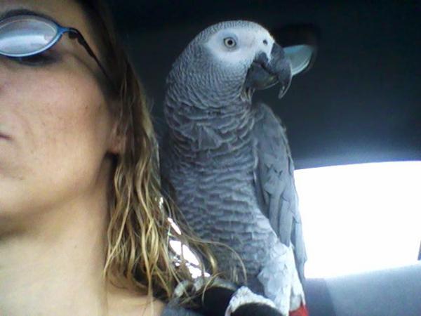 Pepper - 2 yr Congo African Grey