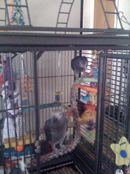 Pepper visiting Sasha in her cage