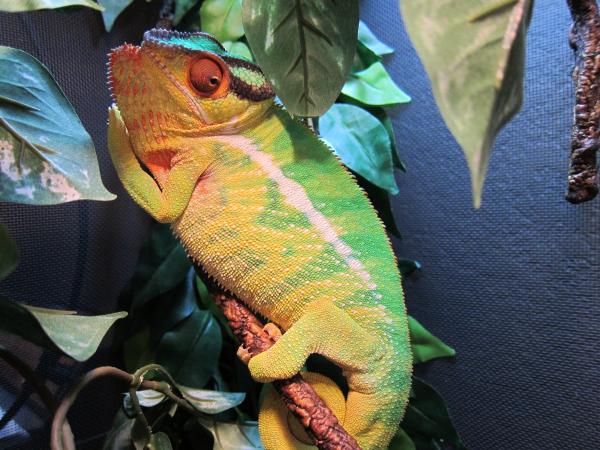 Pete gets fired up when his nemesis, the camera, enters his enclosure... the longer it's there, the more yellow he gets...