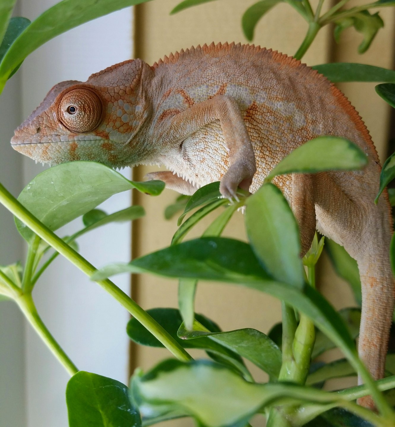Pete x Peach Female