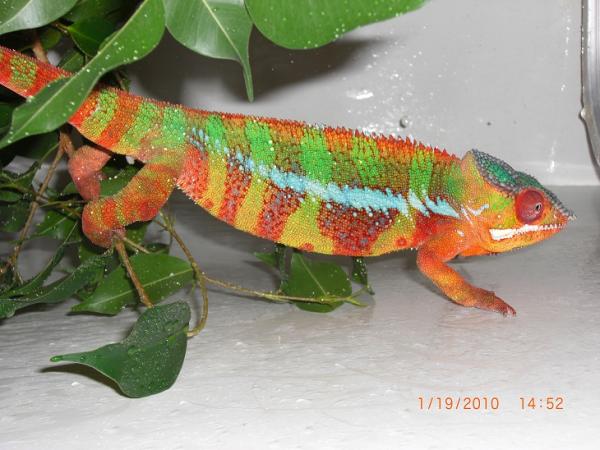 Pete