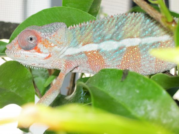 Pheonix- 4 months
