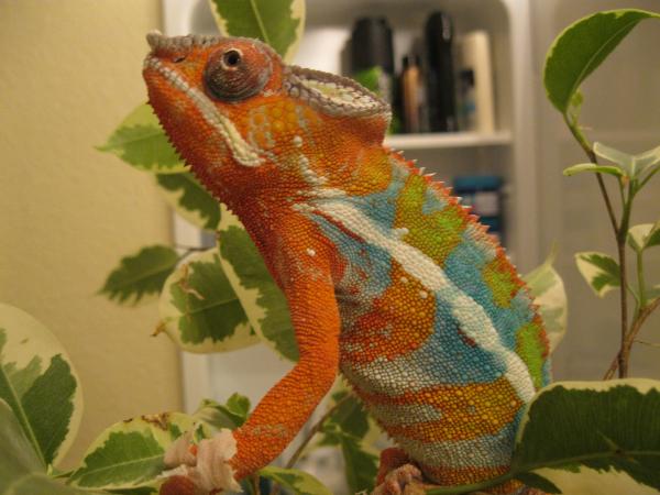 Phoenix Continues to fire up as I show him my Ambanja male