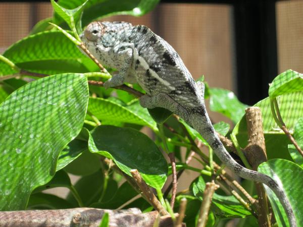 Phoenix- Just turned 3 months