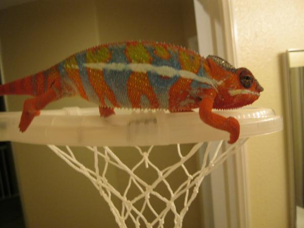 Phoenix- Just turned 8 months