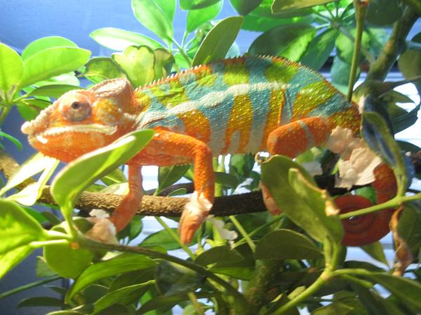 Phoenix starts to fire up (Doesn't like the camera)