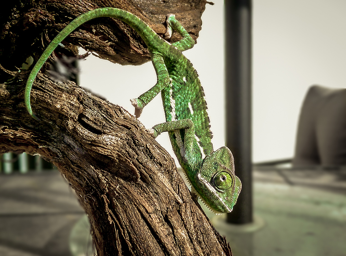 Photo 11 Chameleon Forums