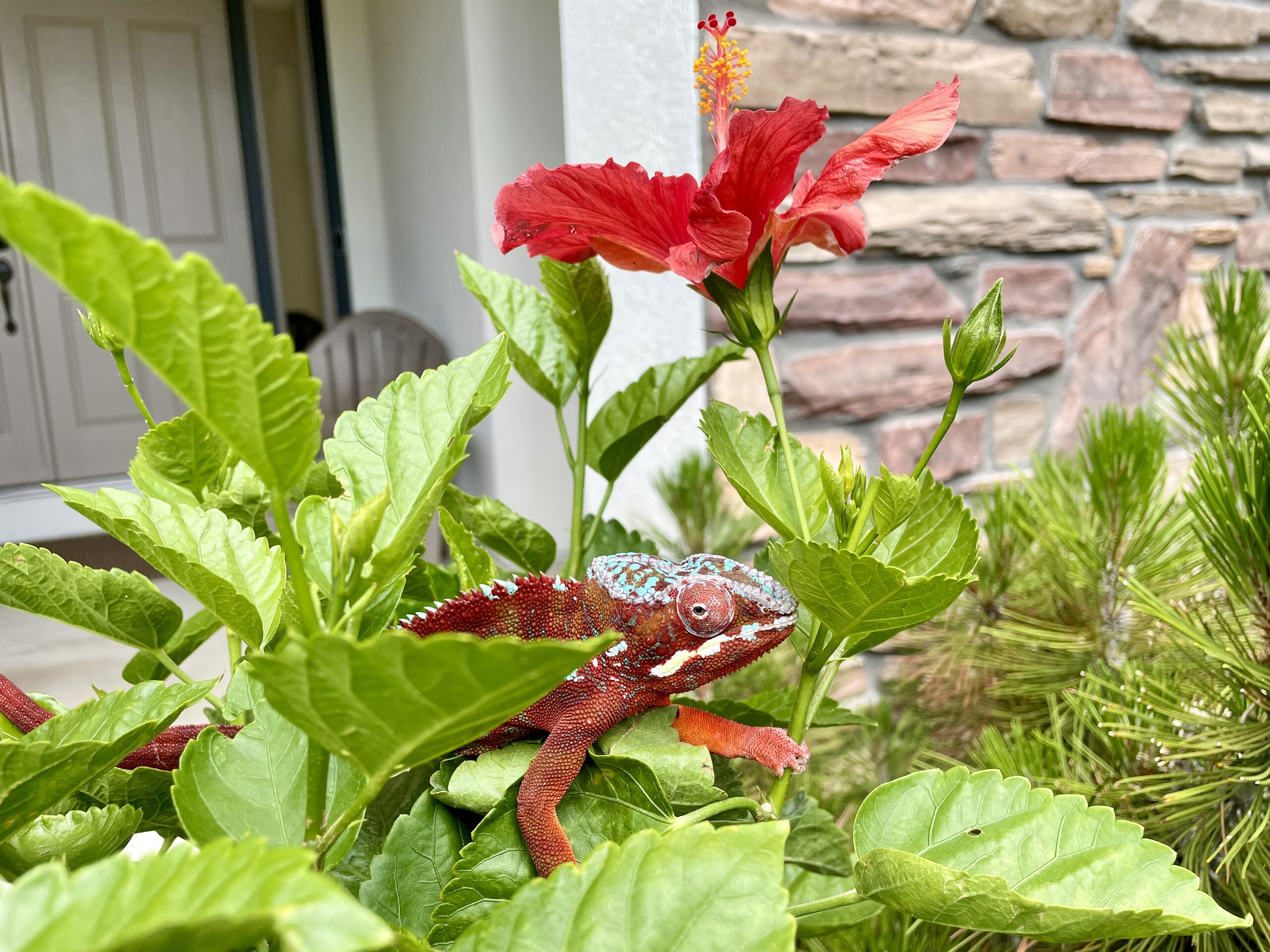 Picasso in his Hibiscus Plant