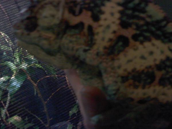 Picture 052