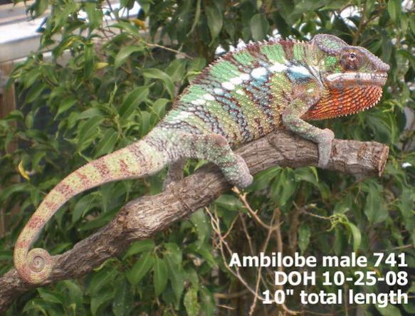 PICTURE FROM JIM AT CHAMELEON COMPANY. BEFORE I GOT HIM.