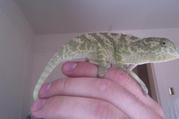 Picture when i first got him. doesnt look so good!