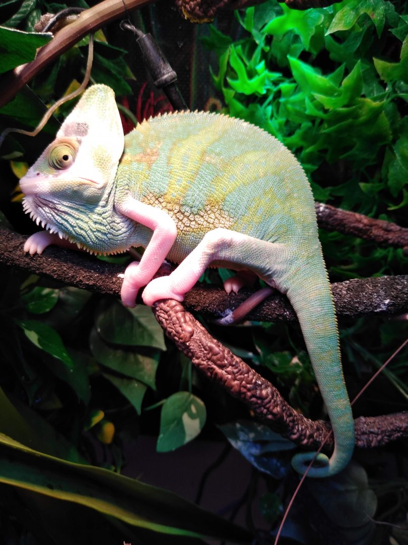 Piebald Male Veiled Chameleon