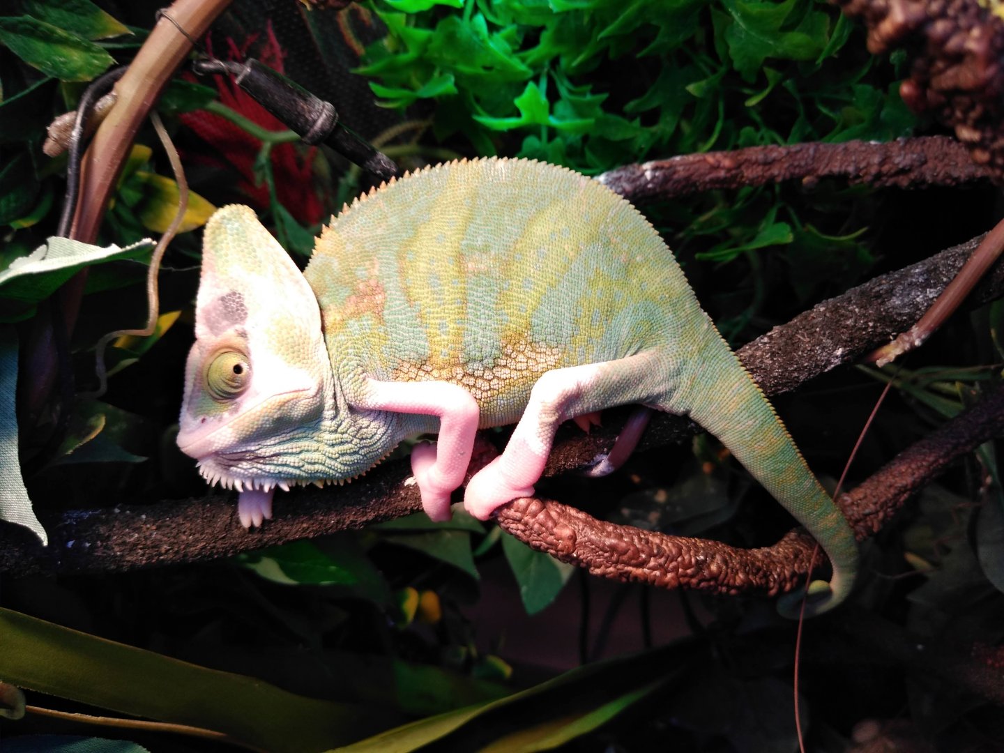 Piebald Male Veiled Chameleon