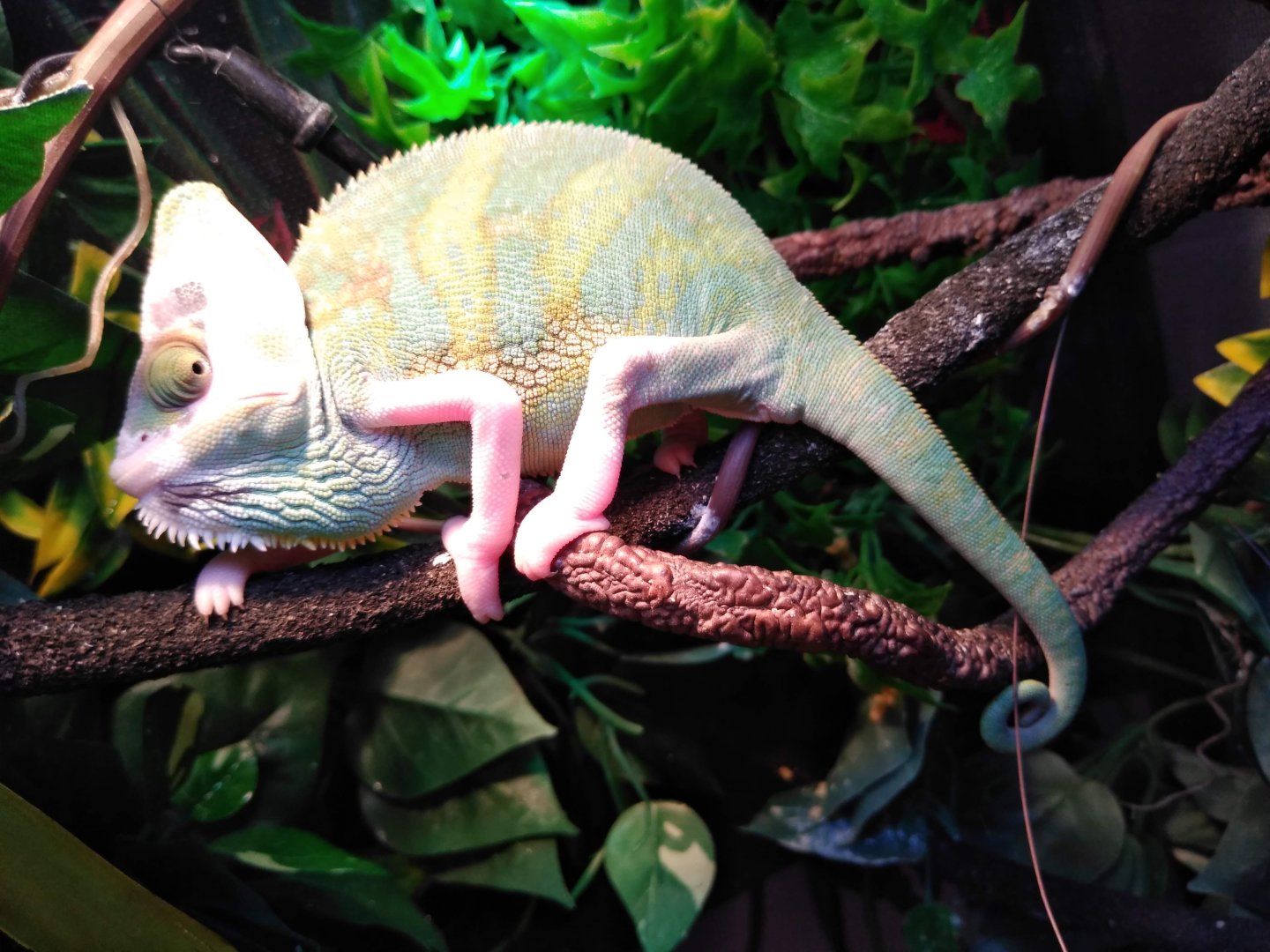 Piebald Male Veiled Chameleon