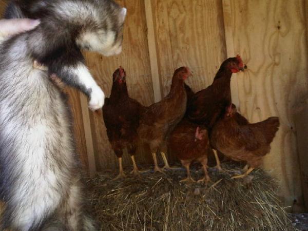 Piff about to attack the chickens!