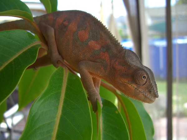 pink panda 5 1/2 months old