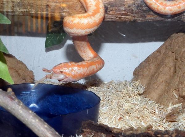 Pippi ;my Albino Rosy Boa