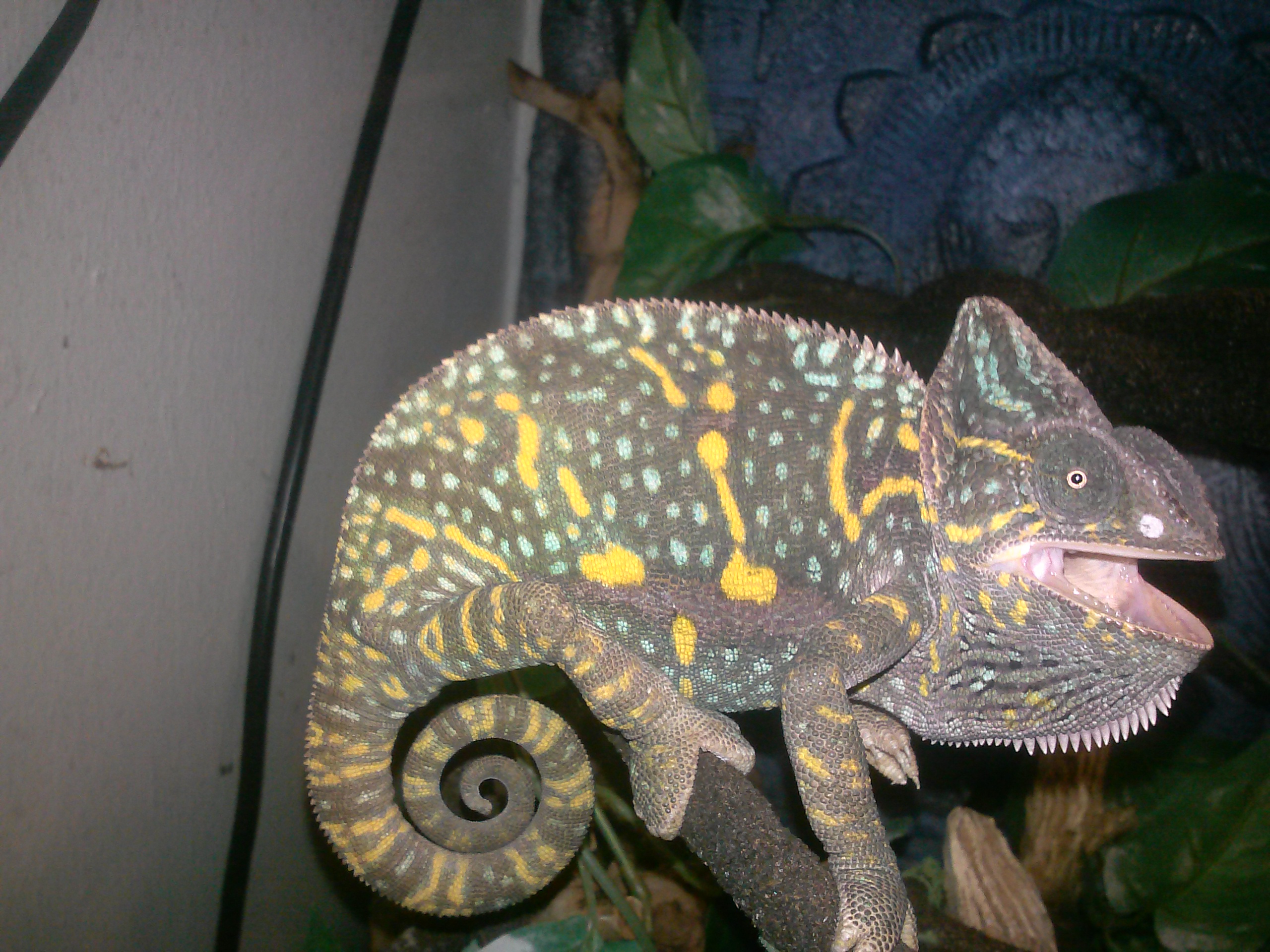 Pissed Female Veiled Chameleon