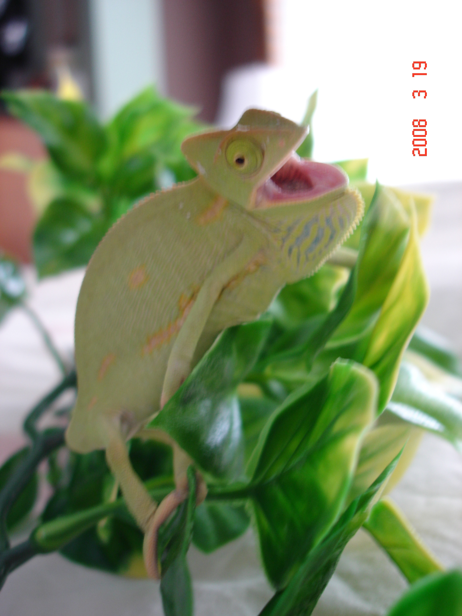 Pissypants Doesnt Like The Camera!