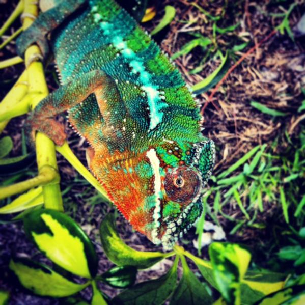 Pixel enjoying some FR time outside - Instagram