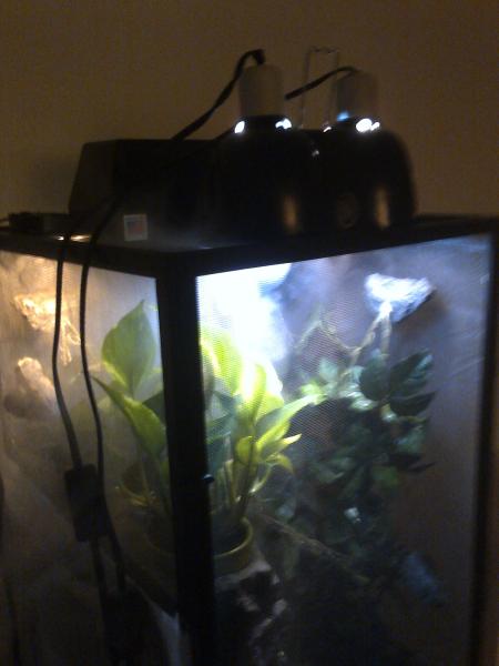 placement!! Puck is in back left! raindome at a slant to evenly mist cage and mini dome left side repti sun right side CFL!