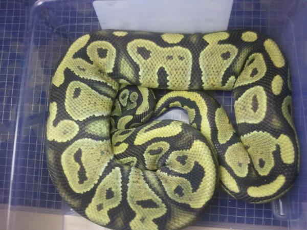 "Plank" orange ghost male