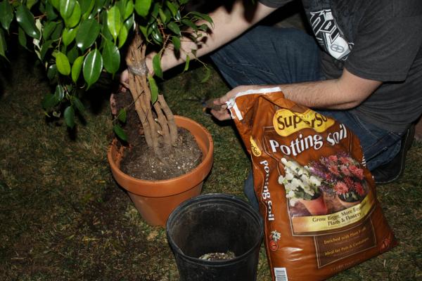 Plant7