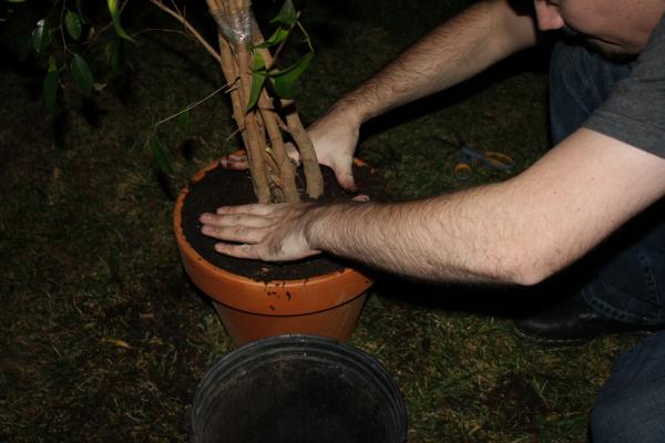 Plant9