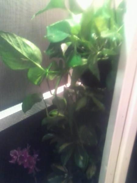 Plants: Pothos, Dwarf Umbrella, Orchid