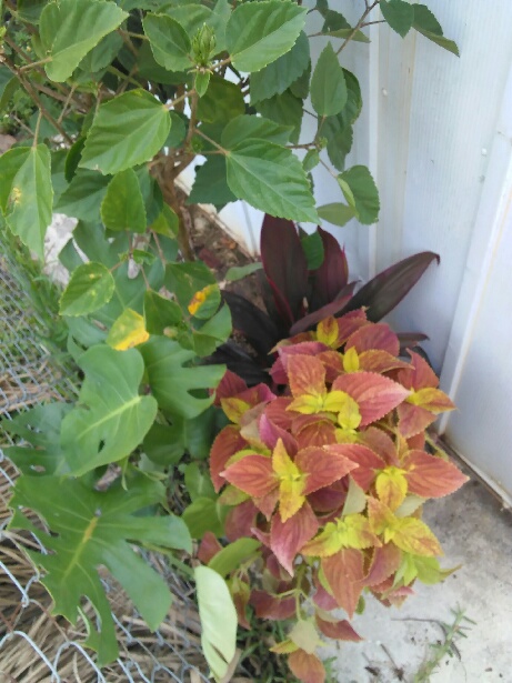 Plants