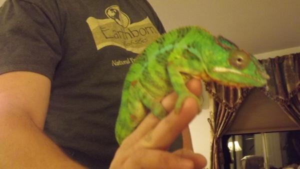 Plato when I got him, dull and dehydrated.