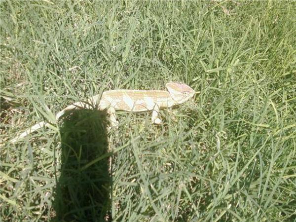 playing in the grass