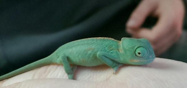 Pleakley chilling on my hand.